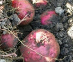 How to Grow Potatoes - the Basics.